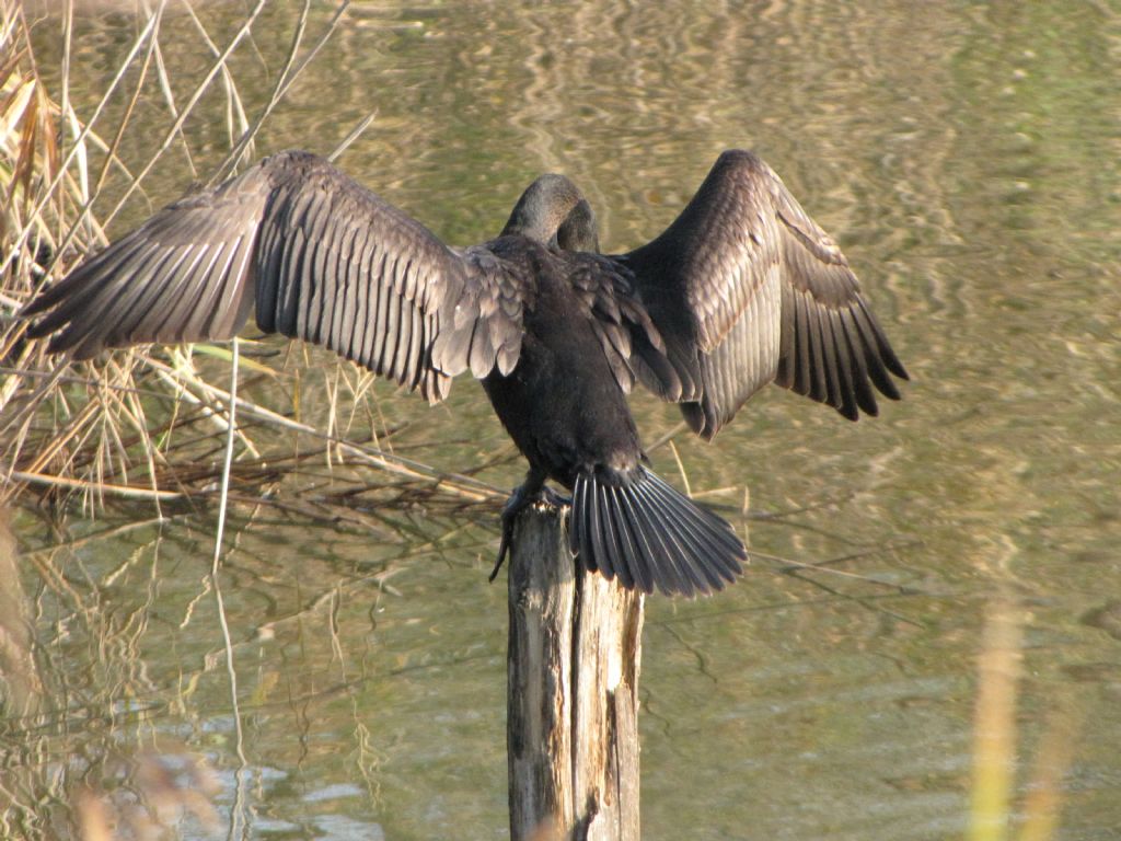 Giovane cormorano